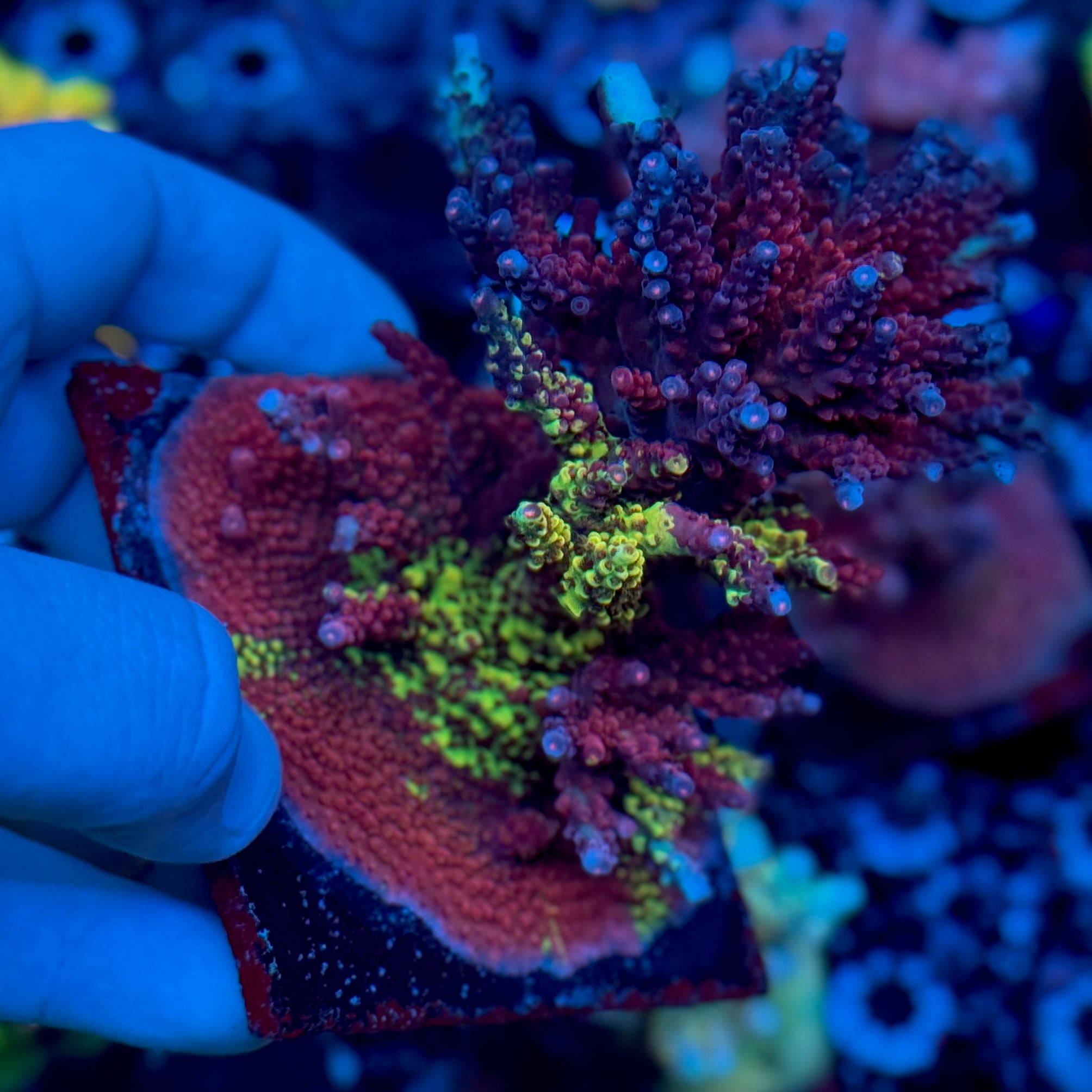 🐐 The GOAT Acropora PC Rainbow Splice