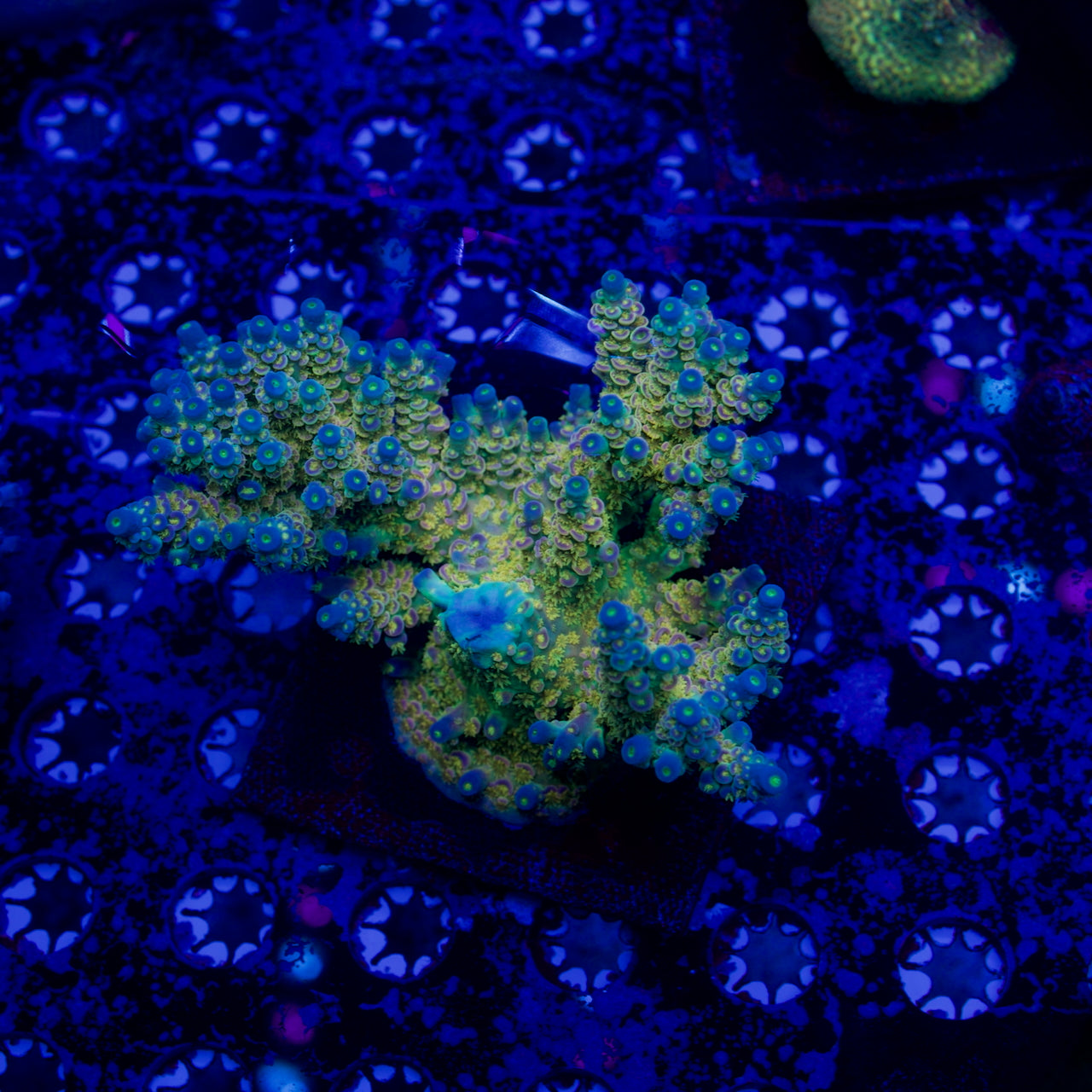 Walt Disney Acropora