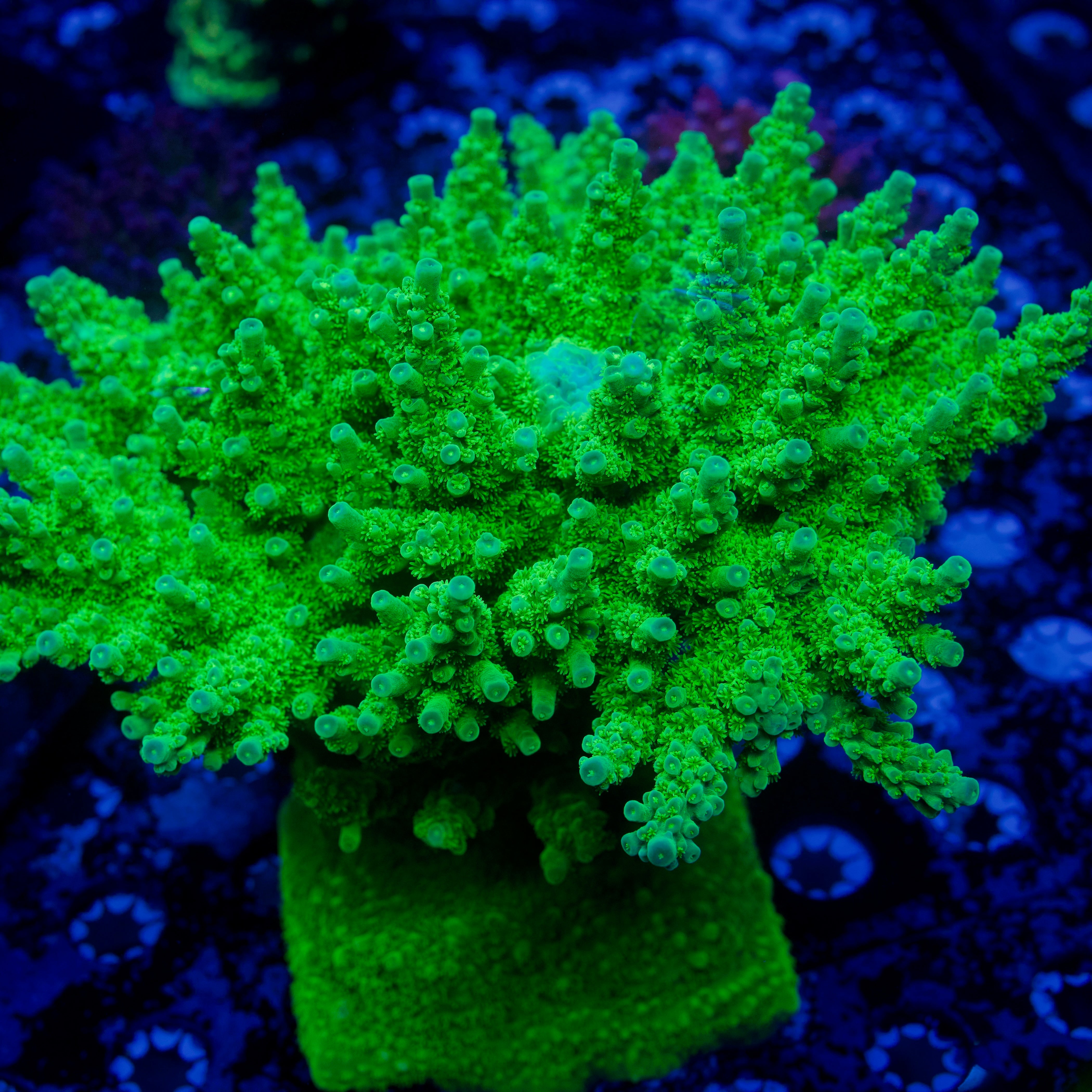 ☣️ Jake Adams’ Toxic Florida Acropora