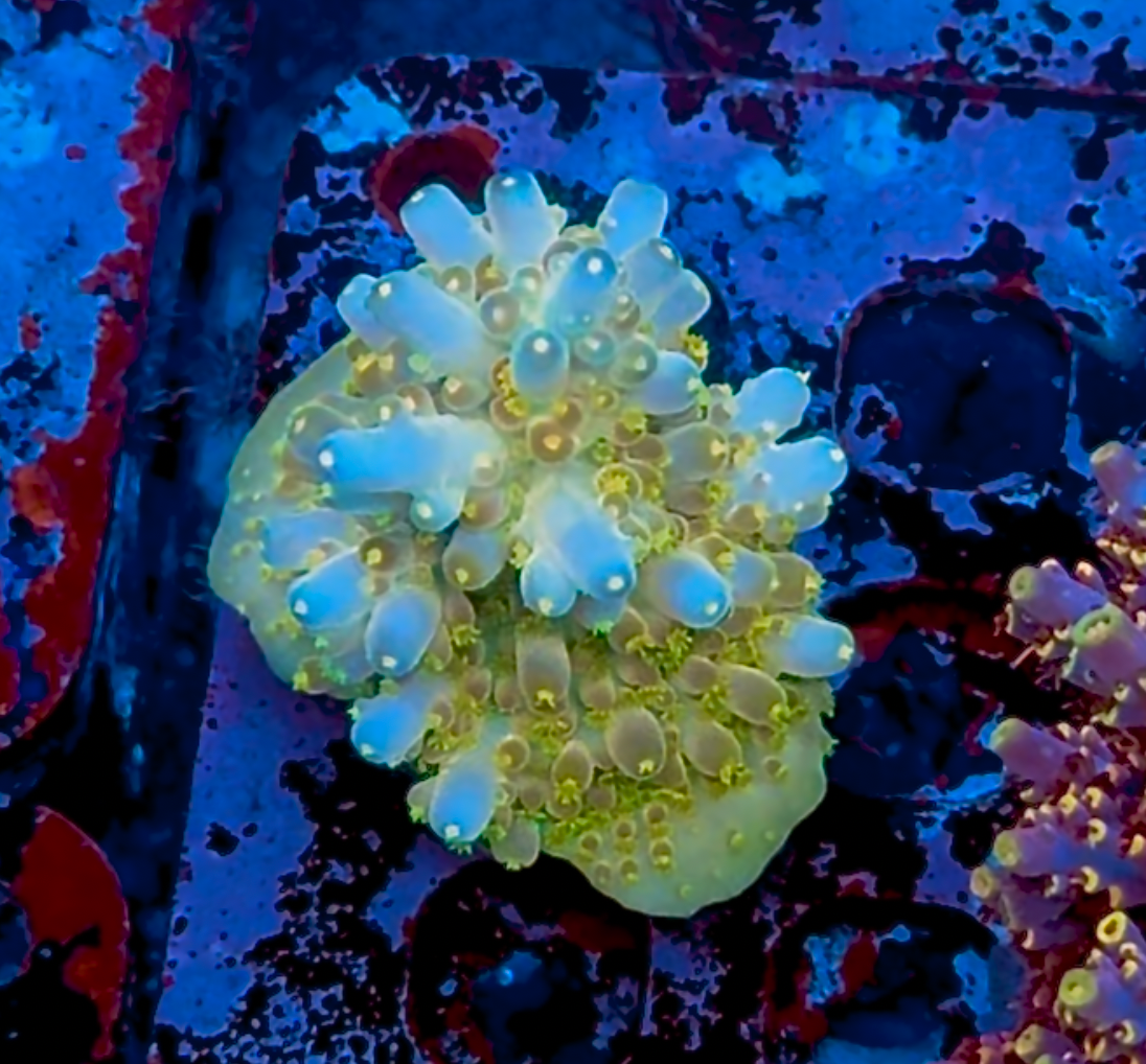 CCH Icarus