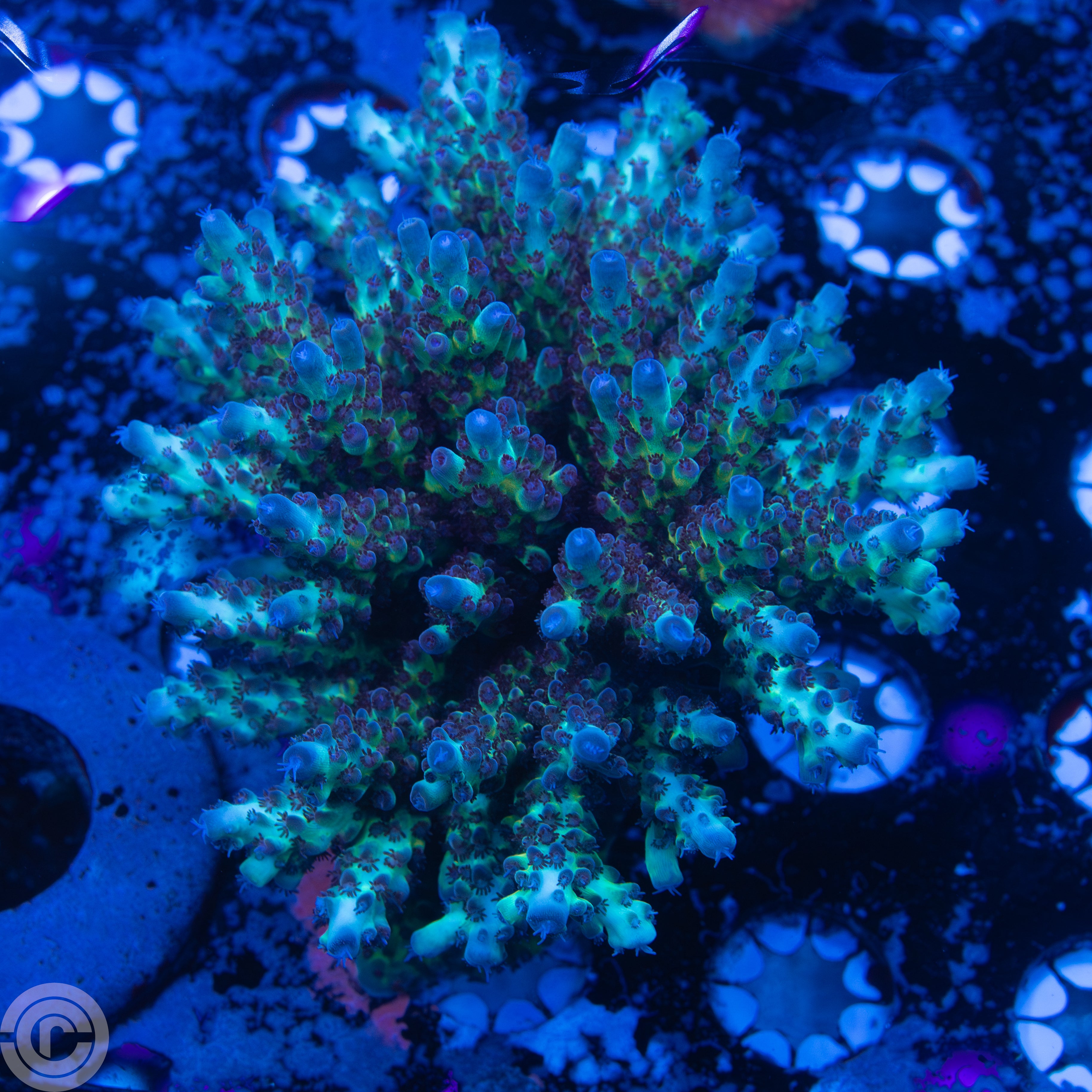 🌈 Vivid’s Rainbow Delight Acropora